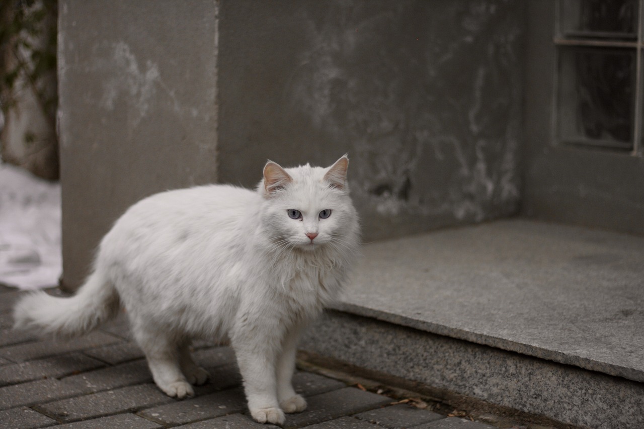 Tips for Teaching Your Cat to Stay Off Furniture